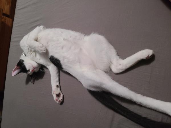 /Images/uploads/Friends of Seal Beach Animal Care Center/2022sbacc/entries/21570thumb.jpg